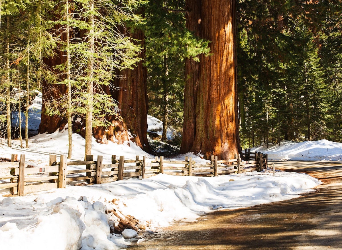 Photo of redwoods