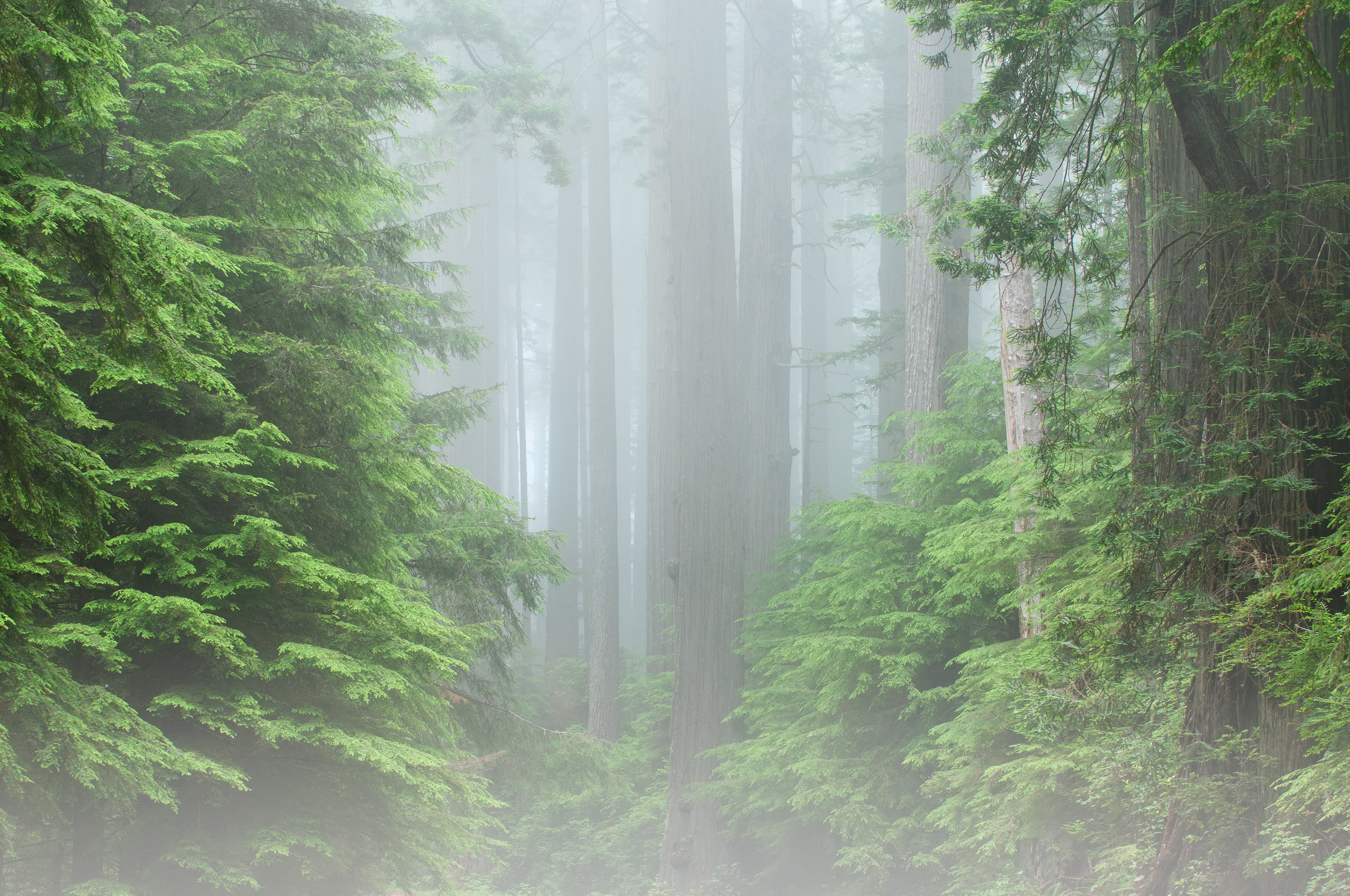 Photo of Coastal Redwoods