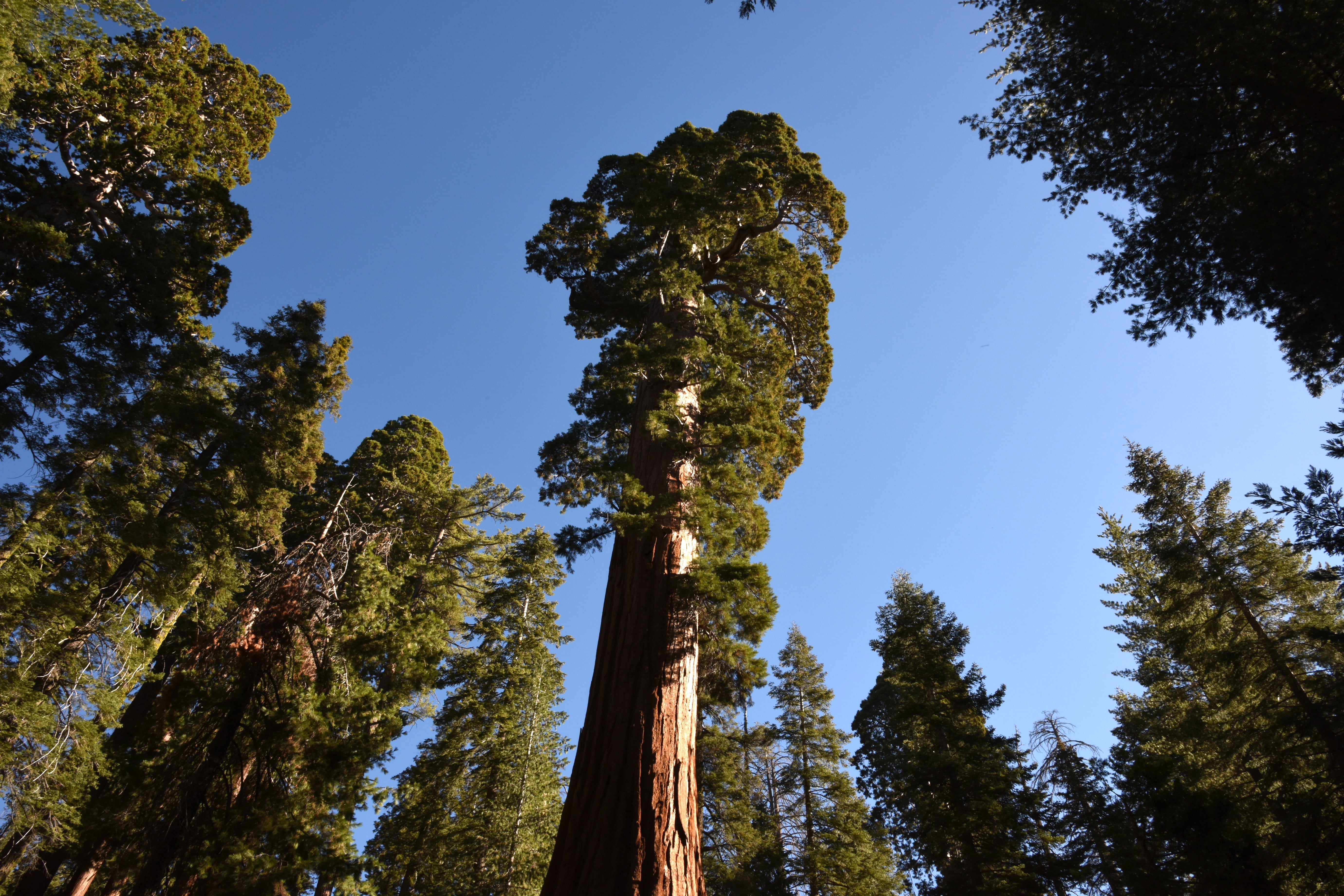 Photo of Giant Sequoias